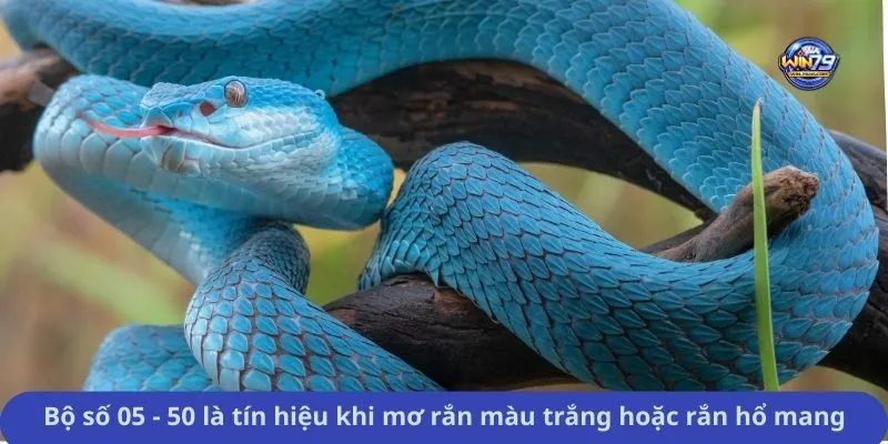 Bộ số 05 - 50 là tín hiệu khi mơ rắn màu trắng hoặc rắn hổ mang