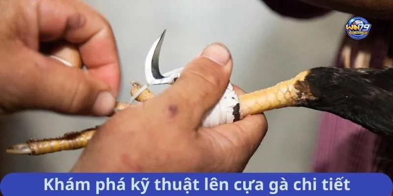 Khám phá kỹ thuật lên cựa gà chi tiết