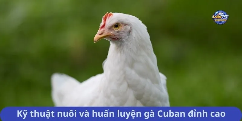 Kỹ thuật nuôi và huấn luyện gà Cuban đỉnh cao