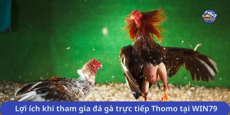 Lợi ích khi tham gia đá gà trực tiếp Thomo tại WIN79