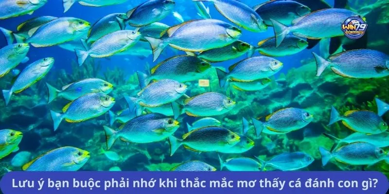 Lưu ý bạn buộc phải nhớ khi thắc mắc mơ thấy cá đánh con gì?