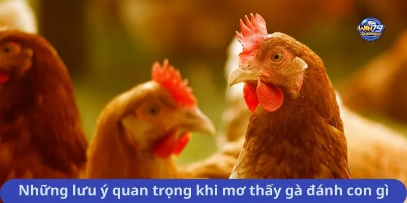 Những lưu ý quan trọng khi mơ thấy gà đánh con gì